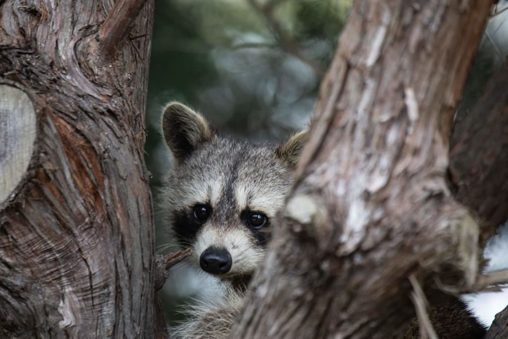raccoon in red cedar